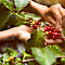 Colombia Coffee Region Tour