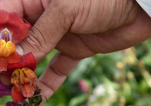 Day trip from Medellin - Flower farm