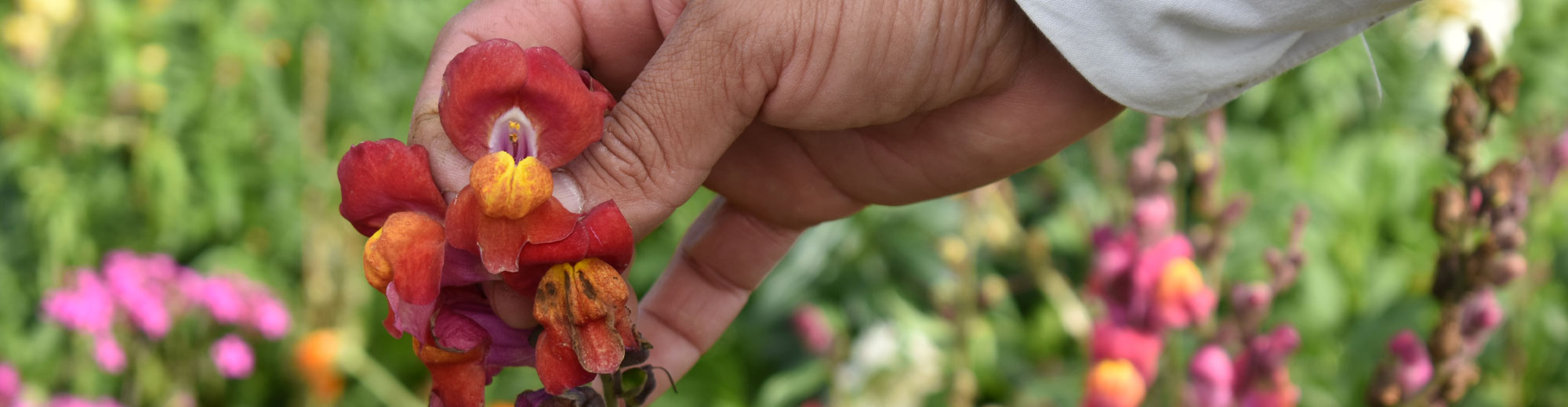 Day trip from Medellin - Flower farm