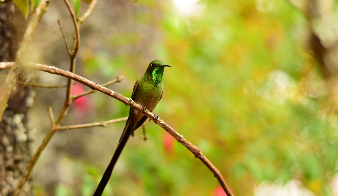 Vogelbeobachtung in Kolumbien