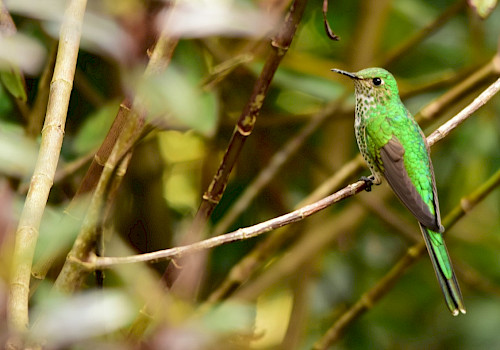 Birding in Colombia
