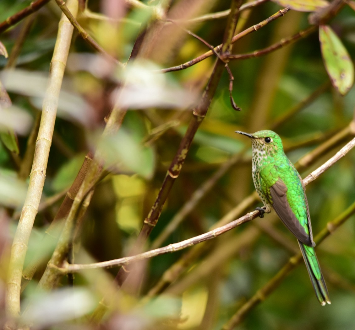 Birding in Colombia