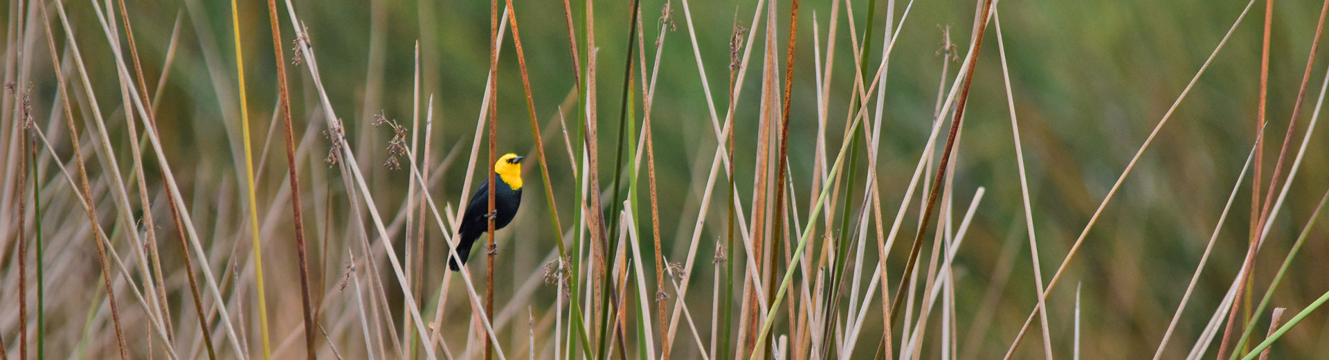 birding in Bogota Colombia