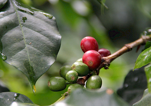 Colombia's Coffee Region