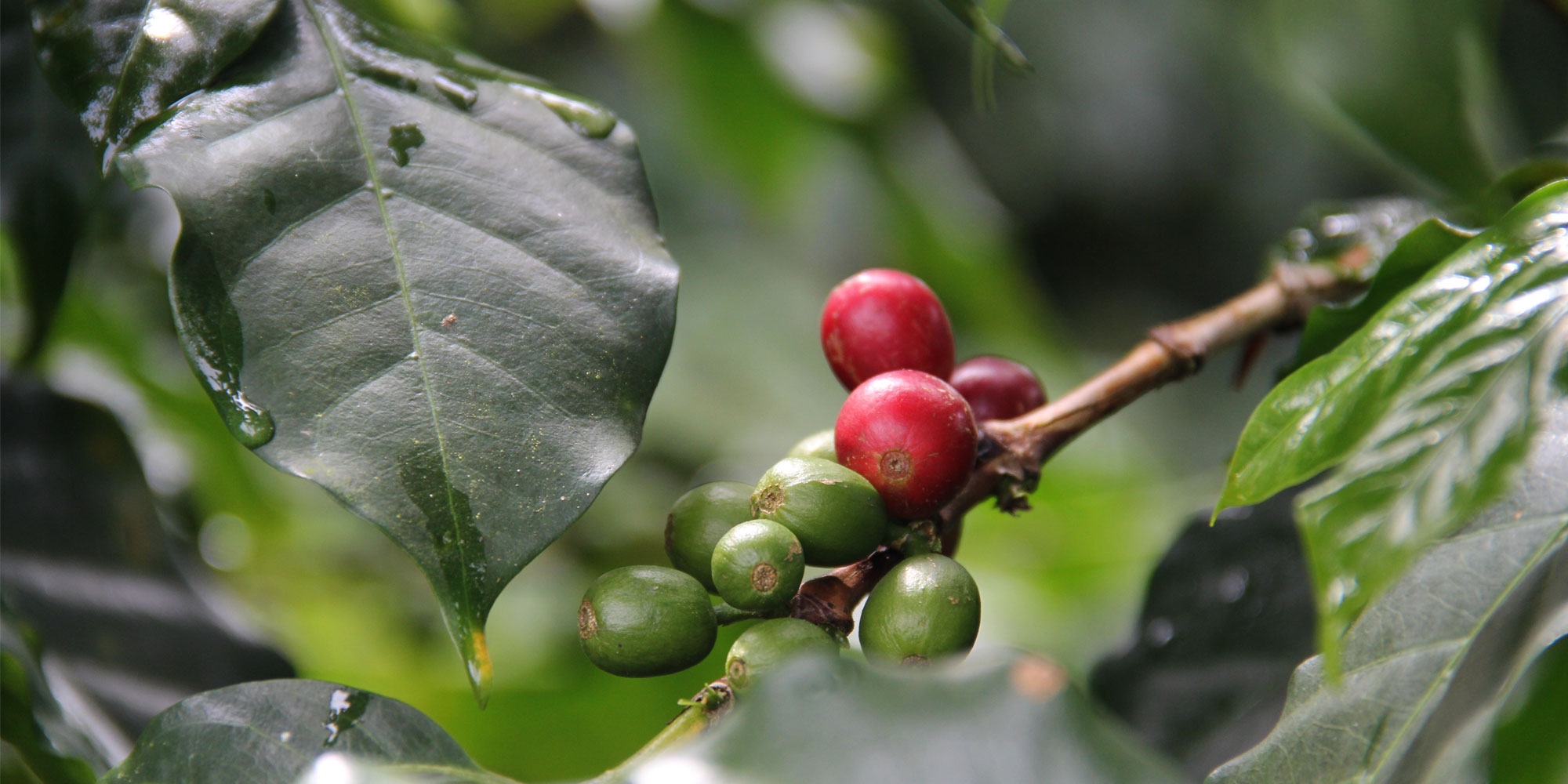 Colombia's Coffee Region