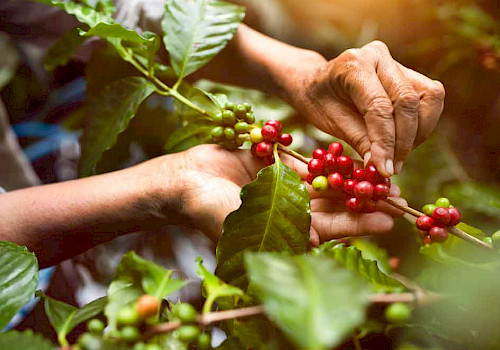 Colombia coffee region