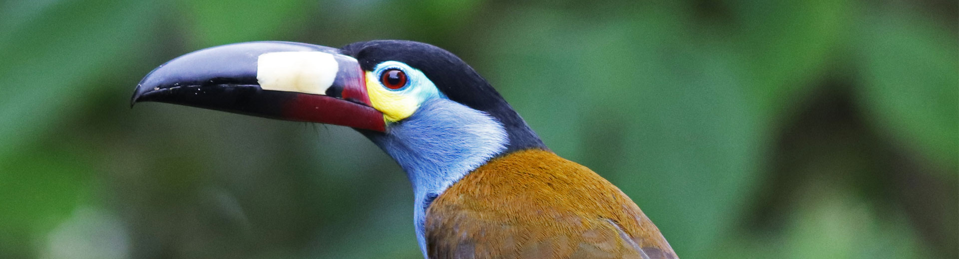 Birding in Colombia
