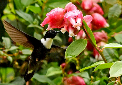 Off-the-Beaten-Track Birding Destinations in Colombia