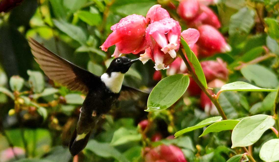 Off-the-Beaten-Track Birding Destinations in Colombia