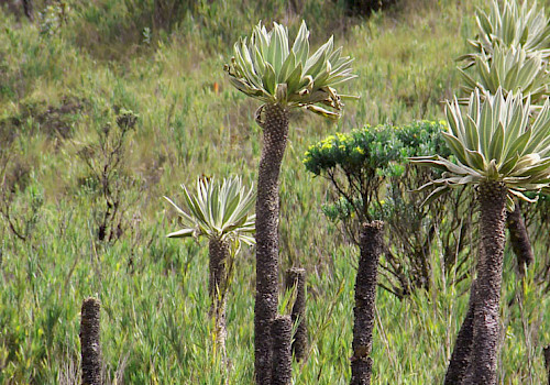 Bogota Birding Tours