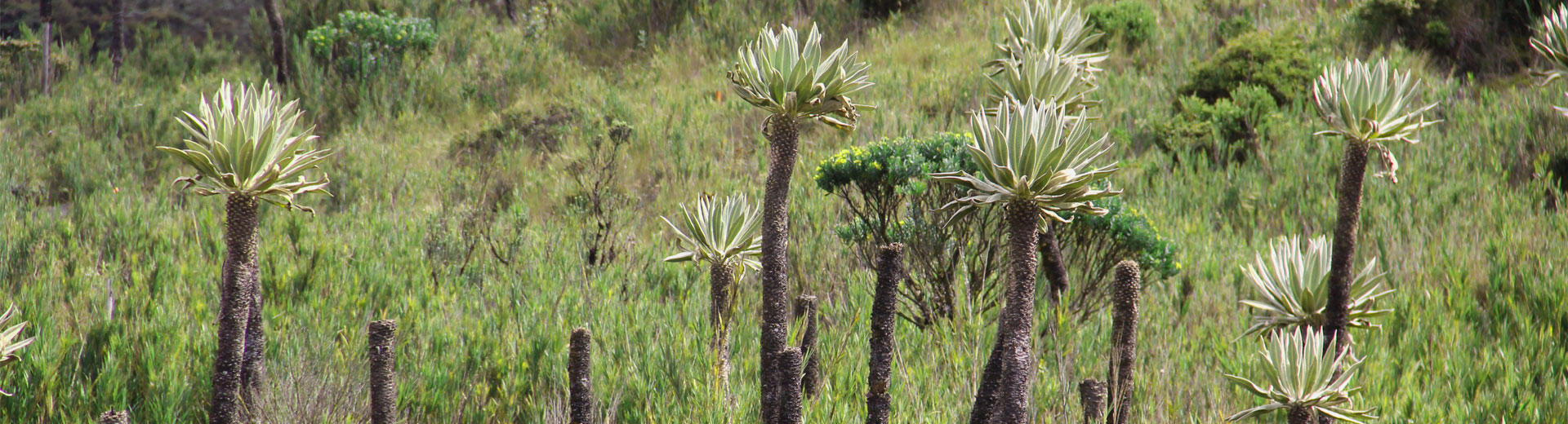 Bogota Birding Tours