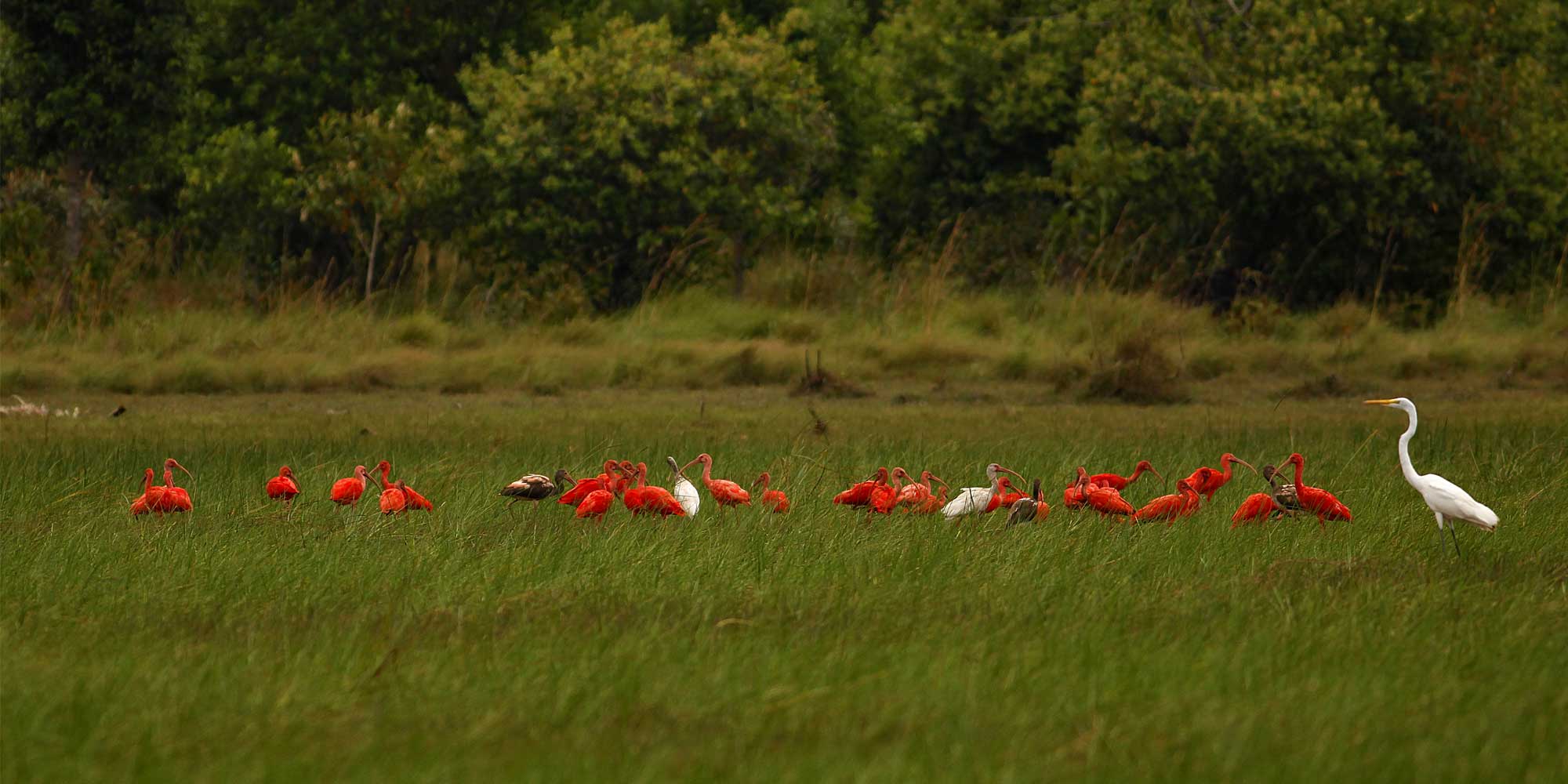 Los LLanos, Colombia