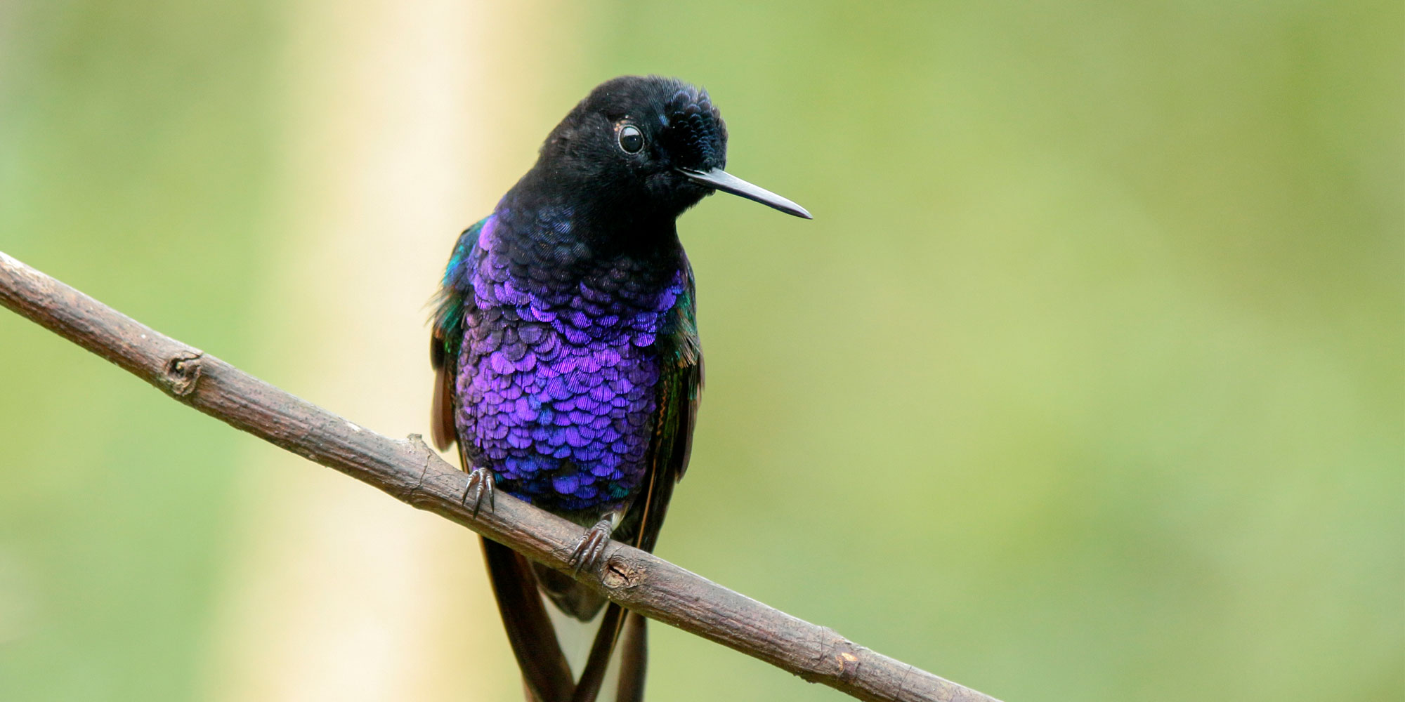 Colombia Birding Holiday
