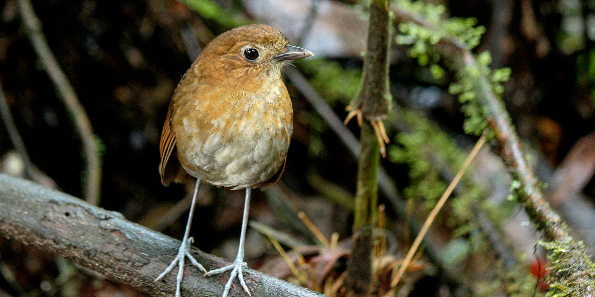 Colombia Birding tour