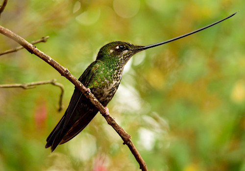 Birding Bogota Tour