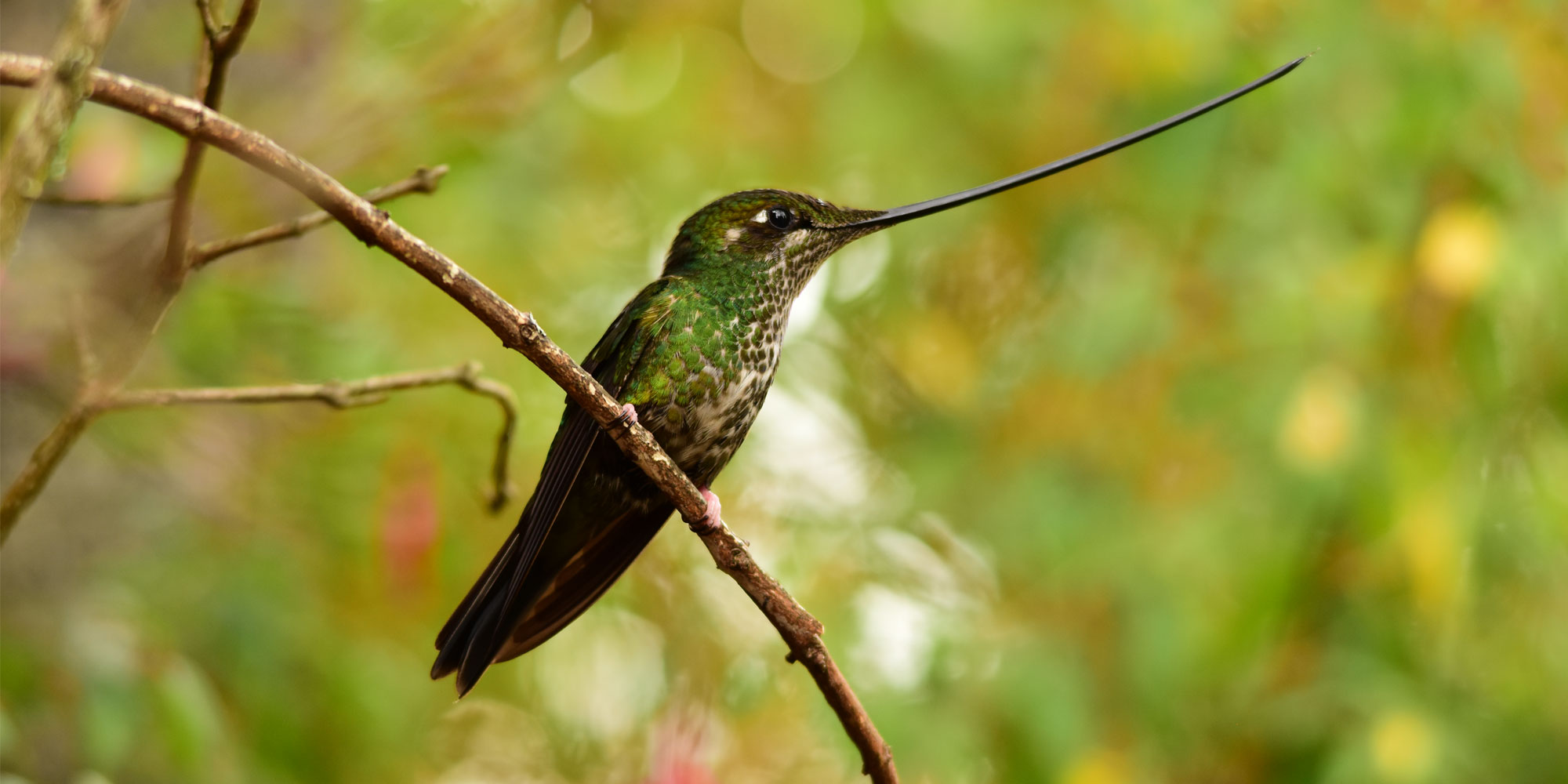Birding Bogota Tour