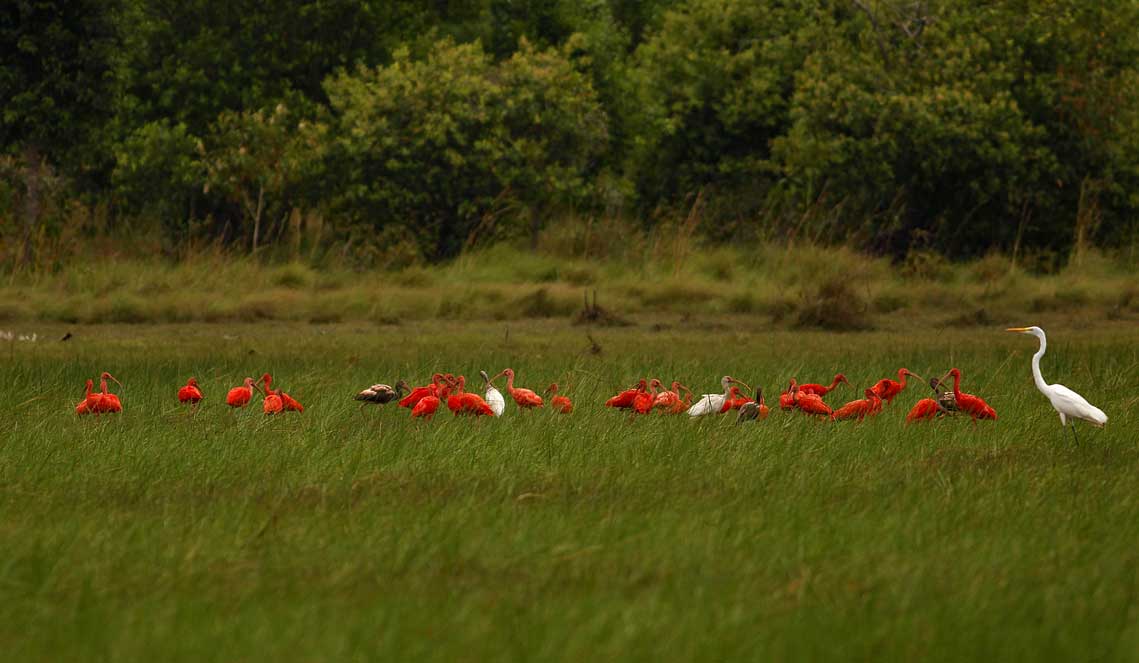 Los Llanos Colombia