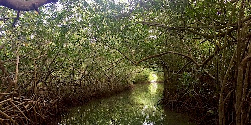 Colombia Birding Tour
