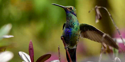 Birding in La Calera Bogota