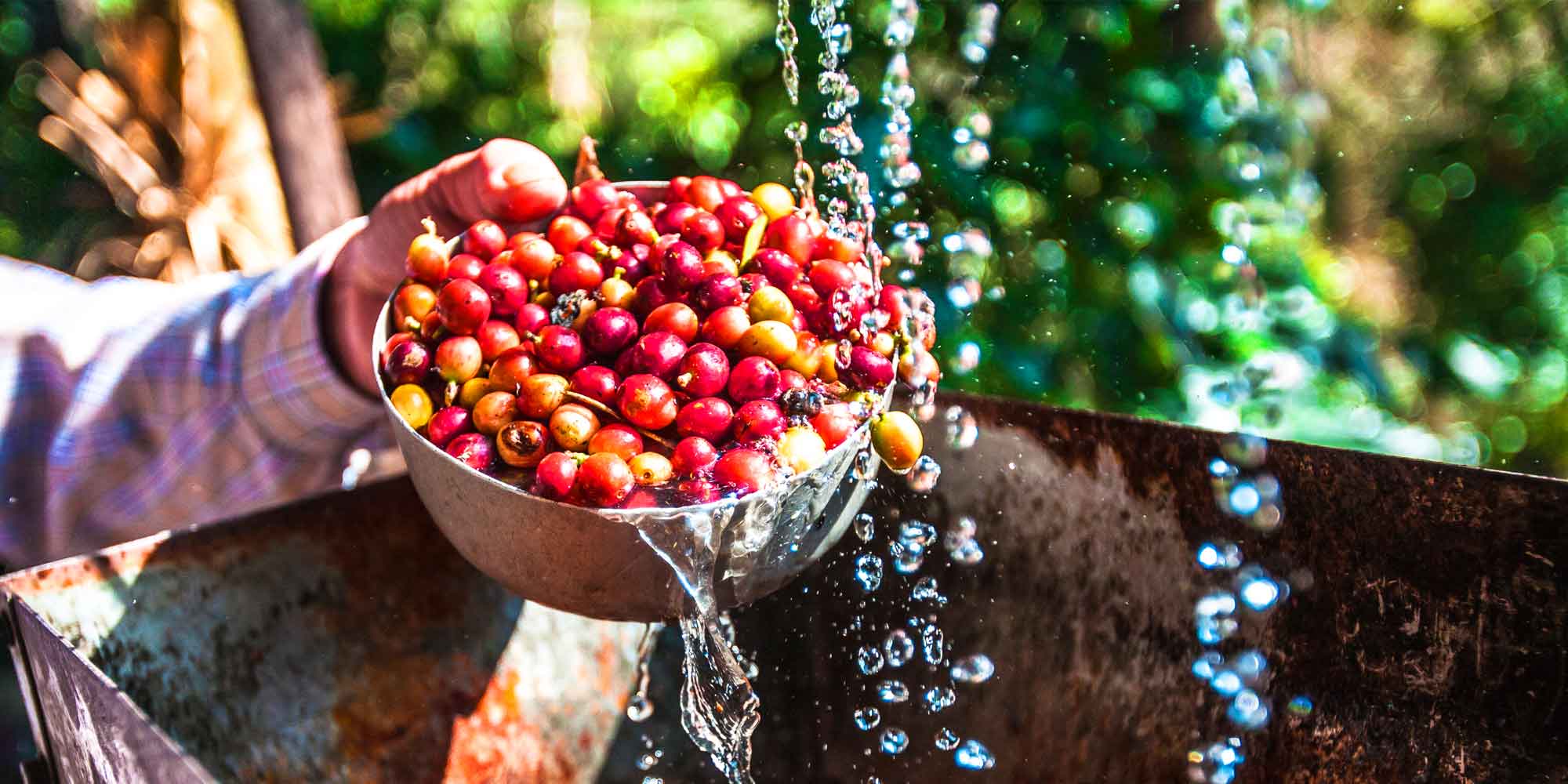 Coffee tour in Bogota