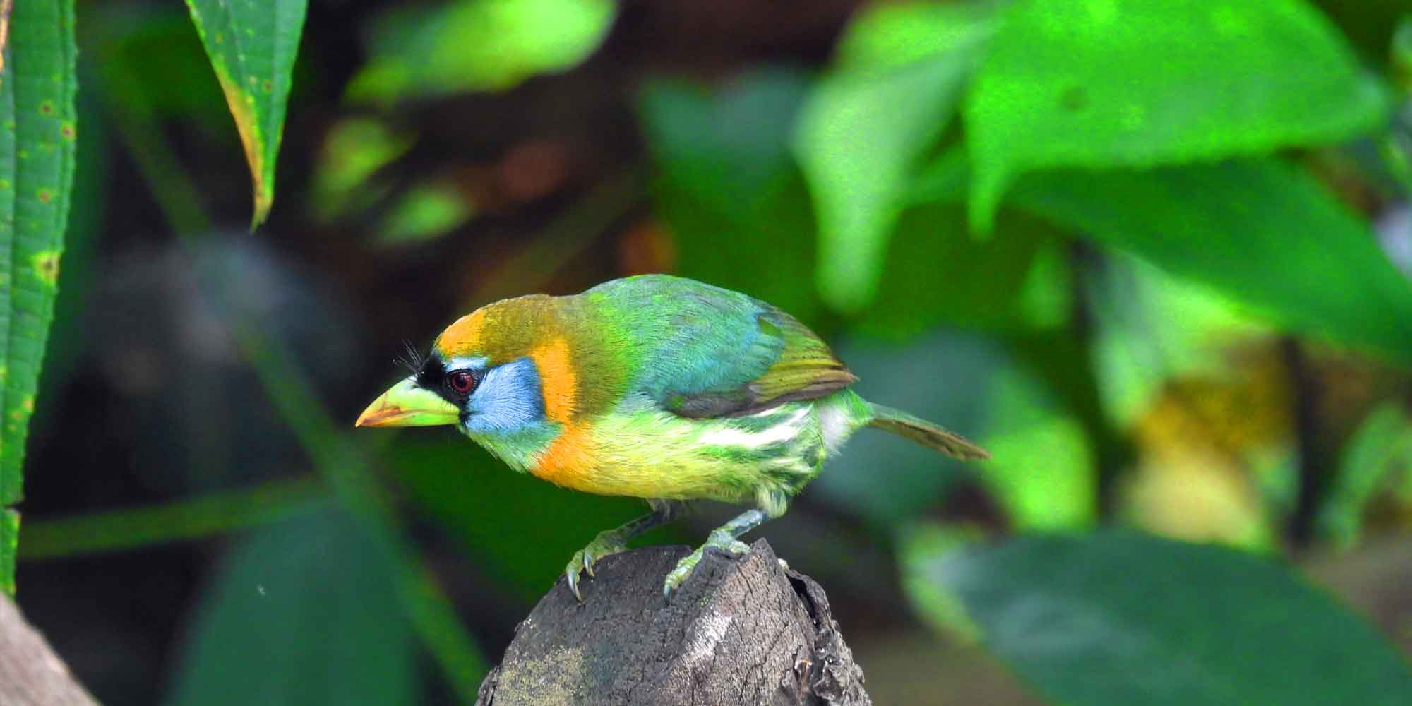 Colombia Endemics Birding tour