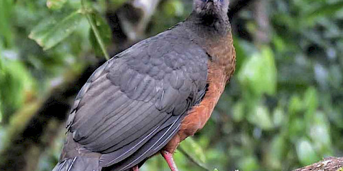 Colombias birdwatch tour