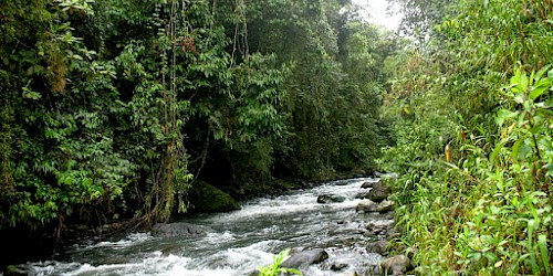 Colombia Vacations Birding