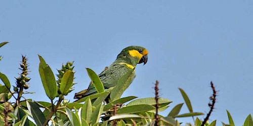 Yellow-eared Parrot Reserve