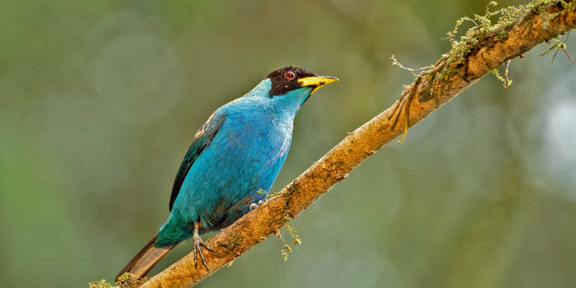 Colombia Cauca Valley Birding Tour