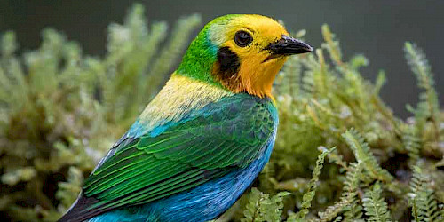 Colombia Birding Cauca Valley