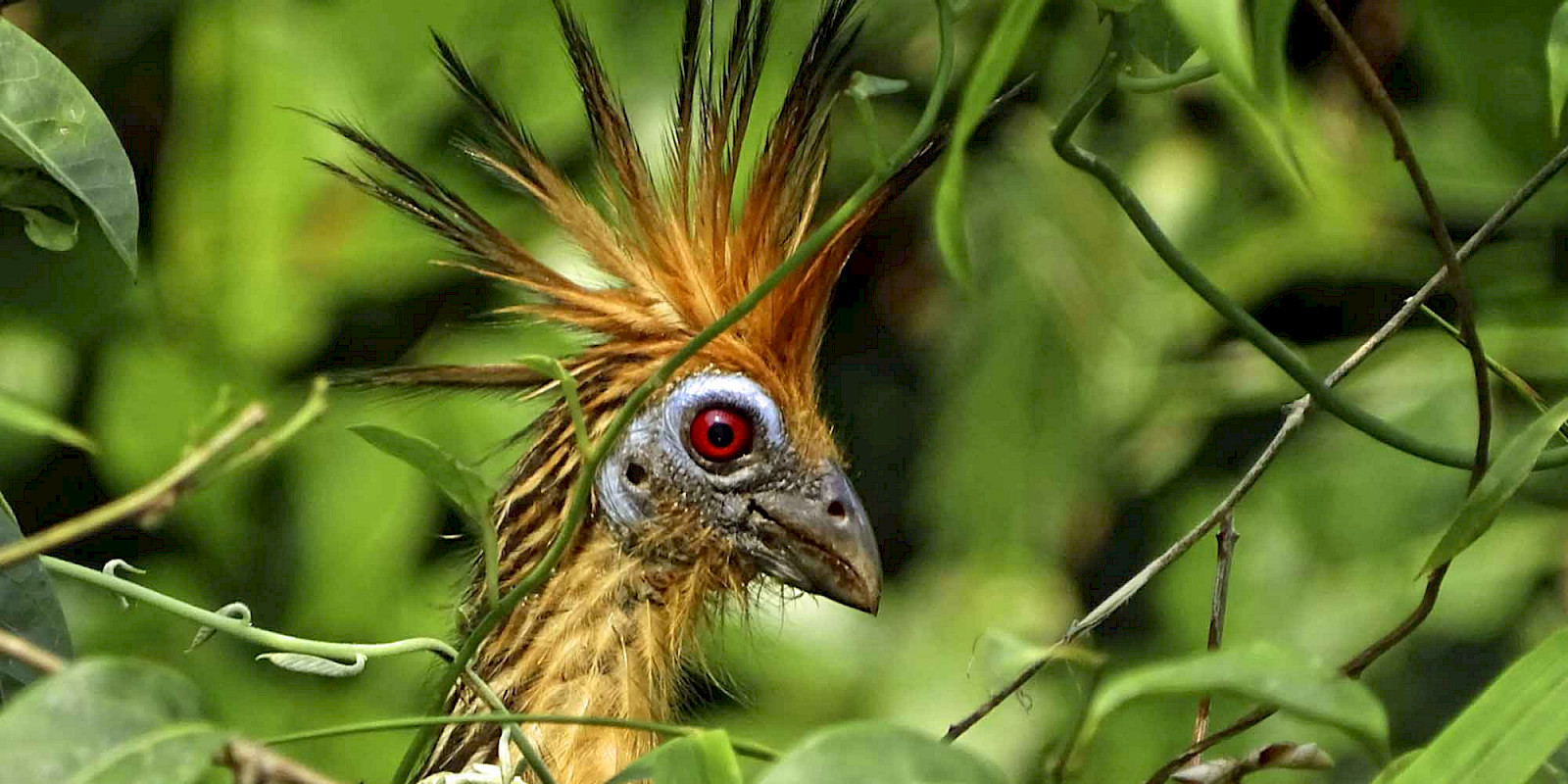 Colombia Amazon birding tour