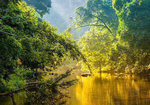 Birding Colombian Amazon