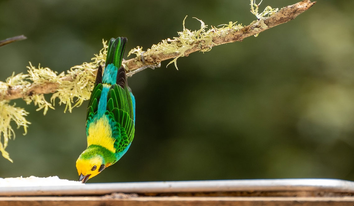 Tour de fotografía de observación de aves en Colombia