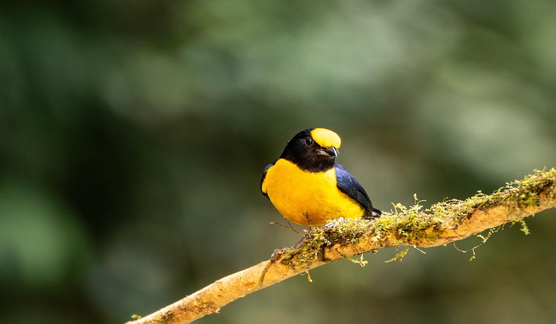 Tours de observación de aves en Colombia