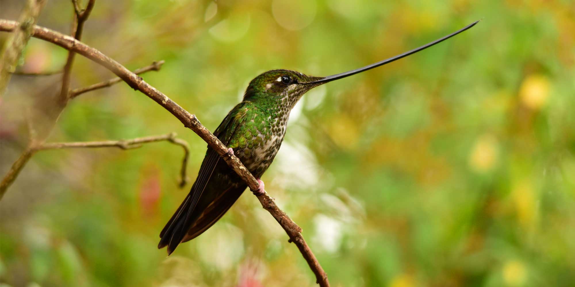 Colombia Birding Tours