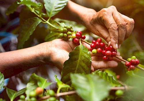 Colombia coffee region tour