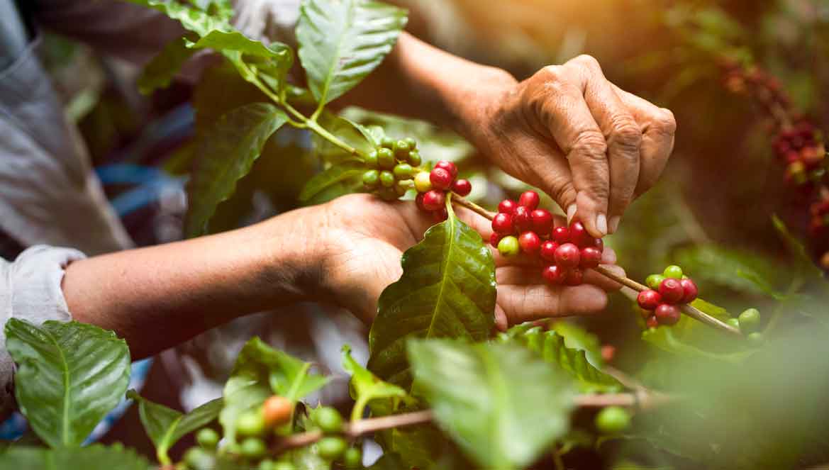 Coffee region of Colombia