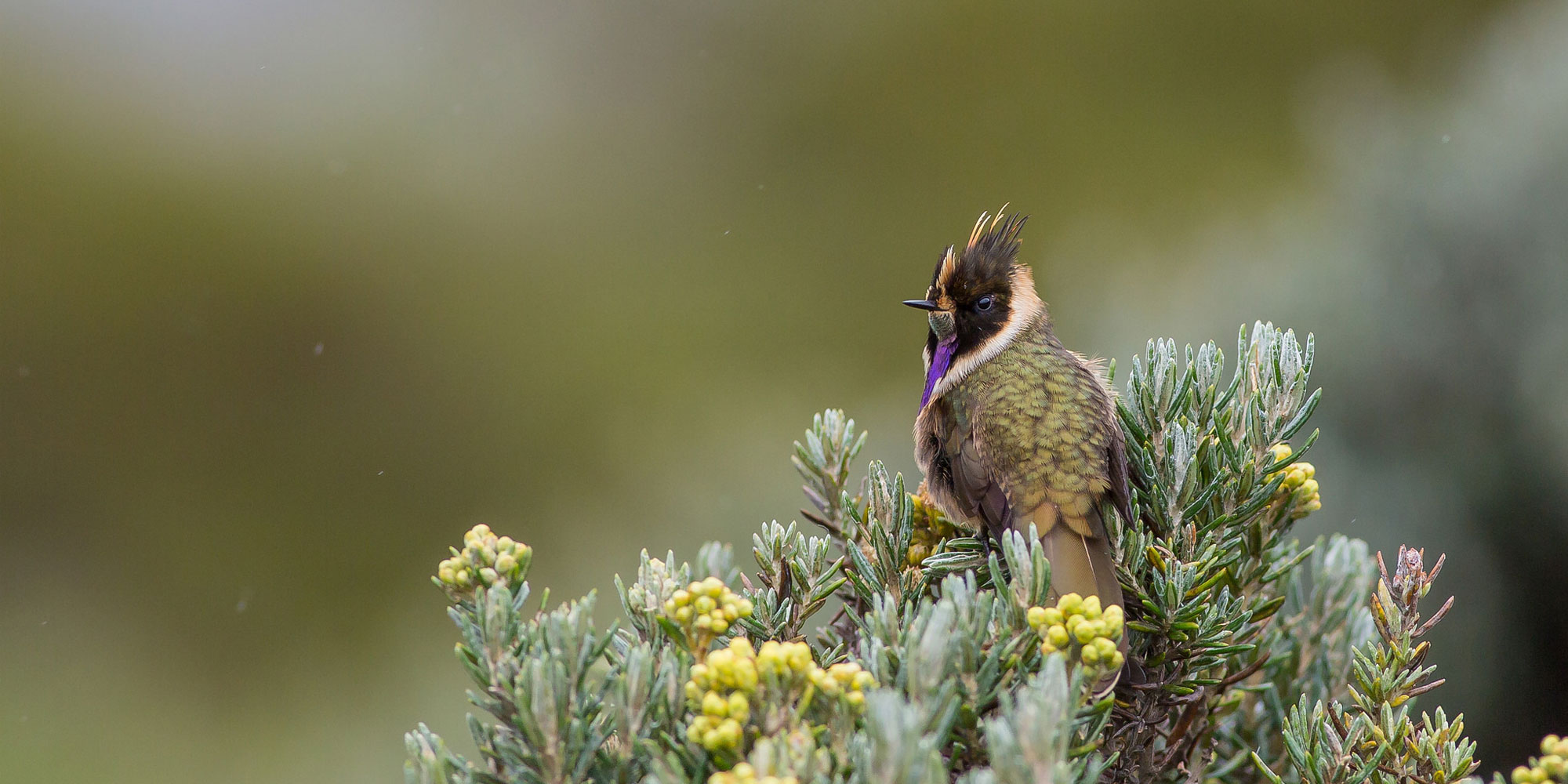 Birding in Colombia's coffee region