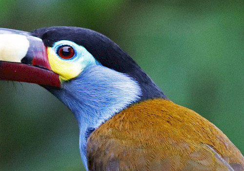 Birding in Colombia