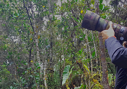 Birding tours in Colombia