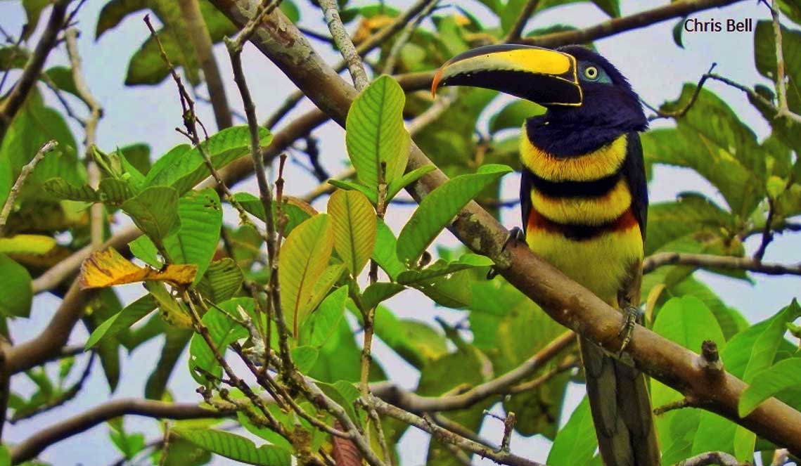 Colombia Birding