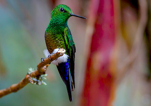 Colombia Birding Trip