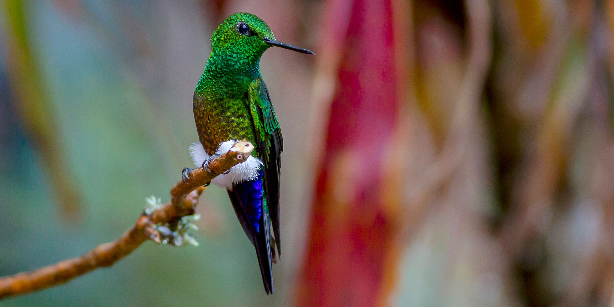 Colombia Birding Trip