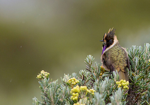 Colombia Birding Tour Buffy Helmetcrest