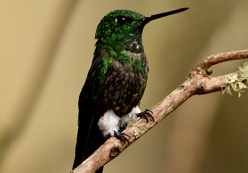 Bogota Birding Day Tour Colombia