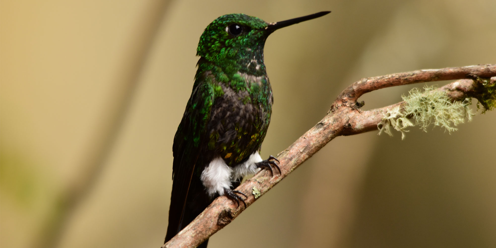 Bogota Birding Day Tour Colombia