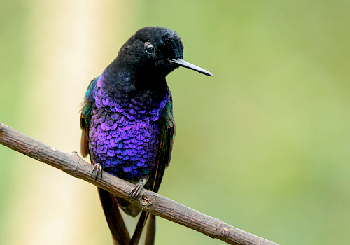 Colombia Birding Holiday