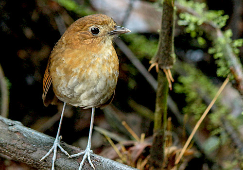 Colombia birdwatching tours