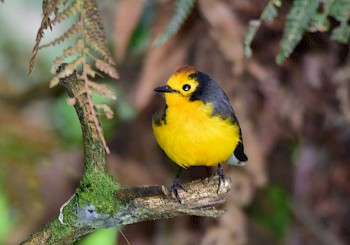 Birding Colombia Tour