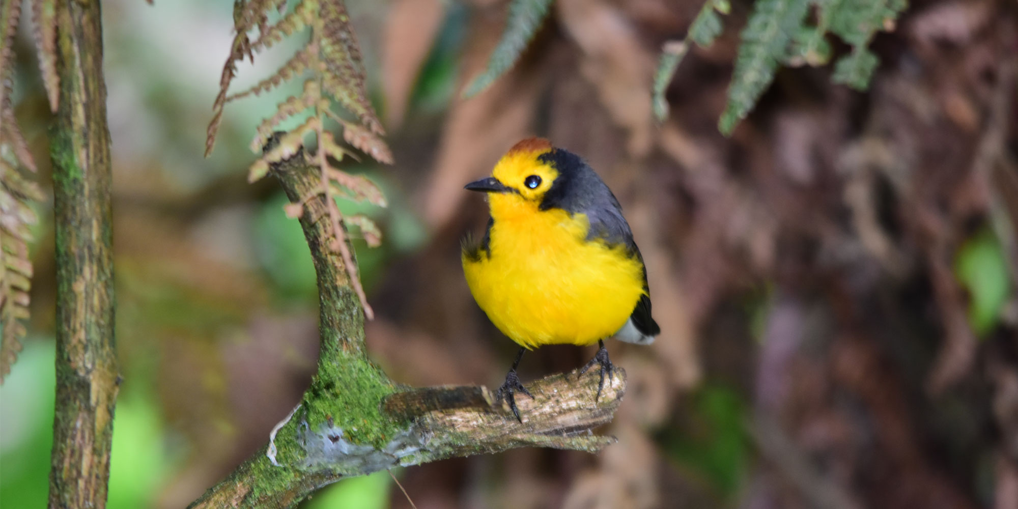 Birding Colombia Tour